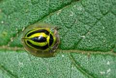 Coptocycla ruficornis