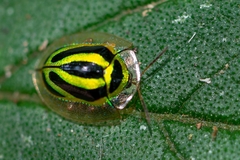 Coptocycla ruficornis