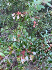 Vaccinium myrsinites