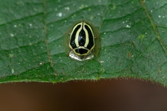 Coptocycla ruficornis
