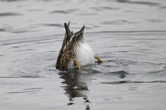 Mareca strepera strepera