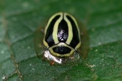 Coptocycla ruficornis