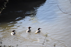 Mergus merganser