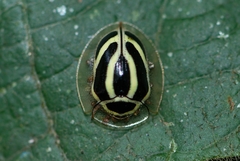 Coptocycla ruficornis