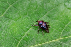 Eurhinus