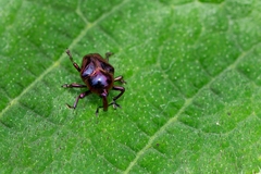 Eurhinus