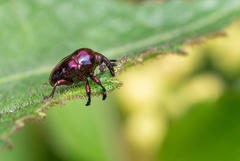 Eurhinus