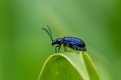 Alticina