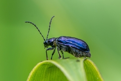 Alticina