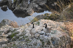 Branta canadensis