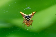 Micrathena furcata