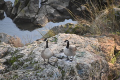 Branta canadensis