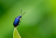 Alticina