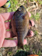 Lepomis punctatus