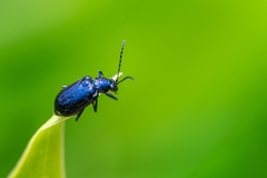 Alticina