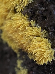 Mucronella flava