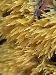 Mucronella flava