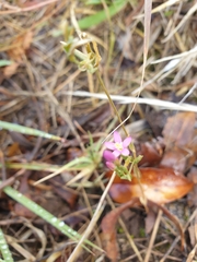 Centaurium erythraea