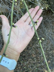 Aesculus californica