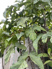 Vasconcellea pubescens