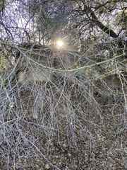 Aesculus californica