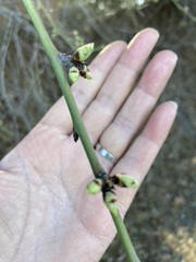 Aesculus californica