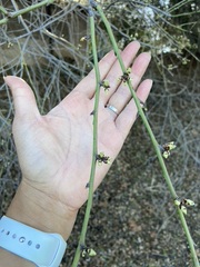 Aesculus californica