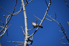 Baeolophus inornatus