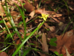 Tricoryne anceps