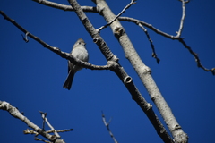 Baeolophus inornatus