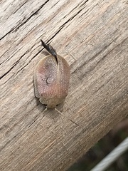 Paropsis delittlei