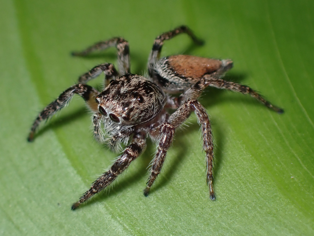 Tarkas maculatipes
