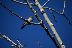 Baeolophus inornatus