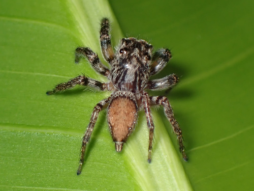 Tarkas maculatipes