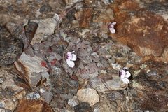 Erodium cheilanthifolium