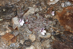Erodium cheilanthifolium