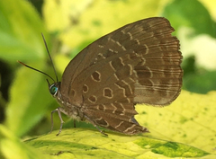 Arhopala