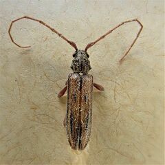 Eburida sublineata