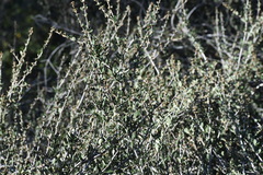 Ceanothus cuneatus