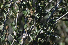 Ceanothus cuneatus