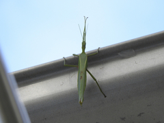 Podacanthus viridiroseus