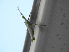 Podacanthus viridiroseus