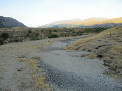 Oryctolagus cuniculus cuniculus