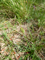 Carex caryophyllea