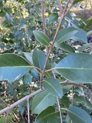 Ligustrum lucidum