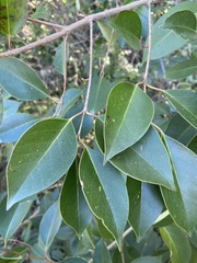 Ligustrum lucidum