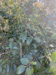 Ligustrum lucidum