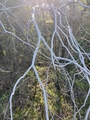 Aesculus californica
