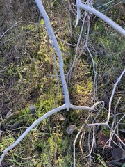 Aesculus californica