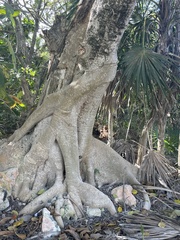 Ficus cotinifolia